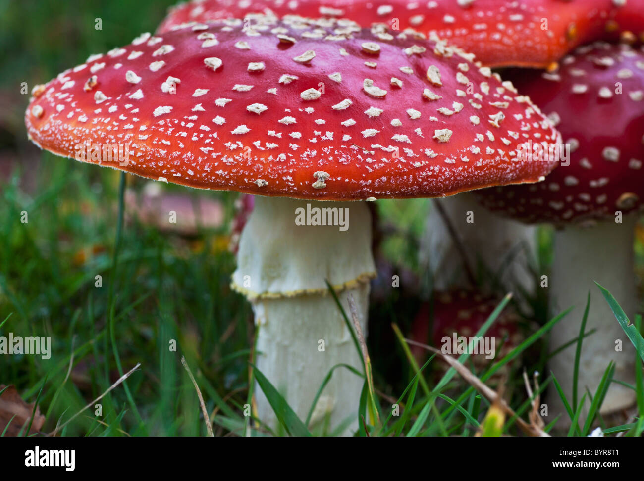 Fly agaric funghi (amanita muscaria) crescente in erba; northumberland, Inghilterra Foto Stock