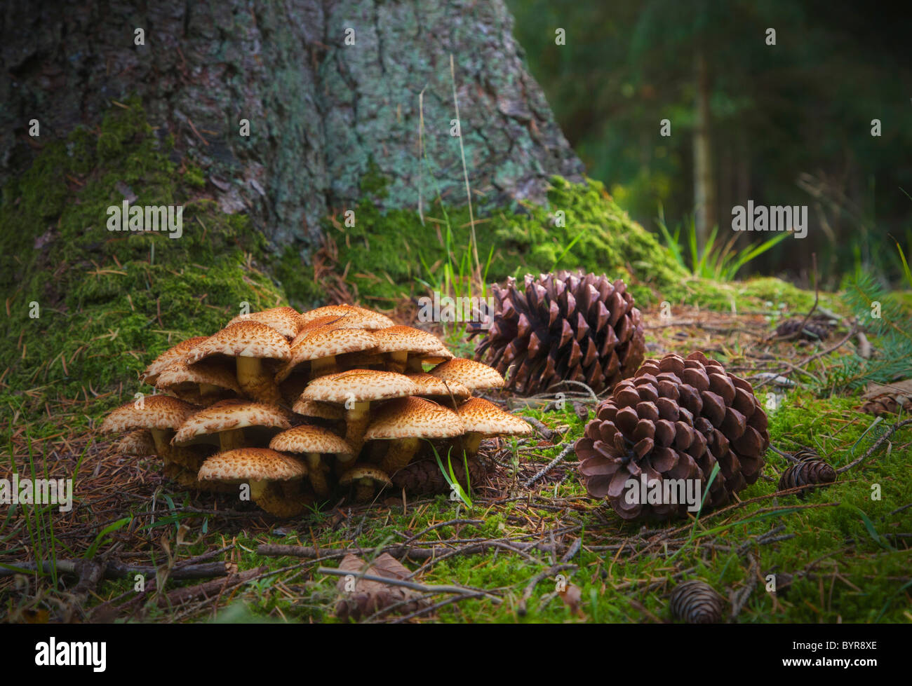 Funghi e pigne sul suolo della foresta; northumberland, Inghilterra Foto Stock