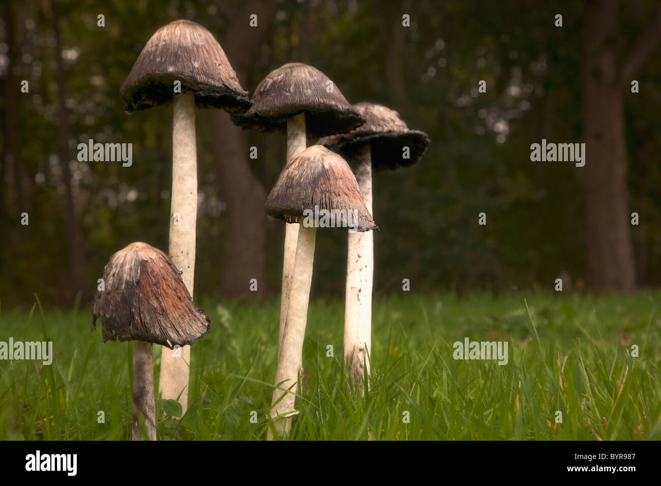 I funghi con alti steli crescente nell'erba; northumberland, Inghilterra Foto Stock