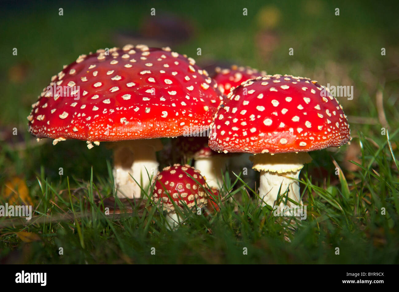 Fly agaric (amanita muscaria) funghi in erba; northumberland, Inghilterra Foto Stock