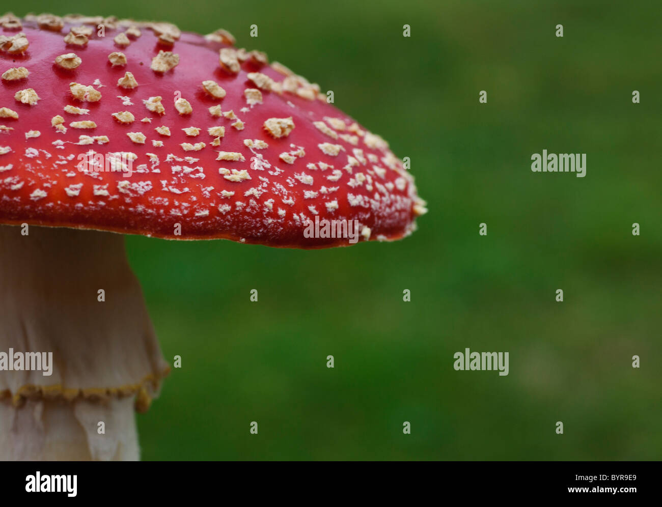 Fly agaric (amanita muscaria) funghi; northumberland, Inghilterra Foto Stock