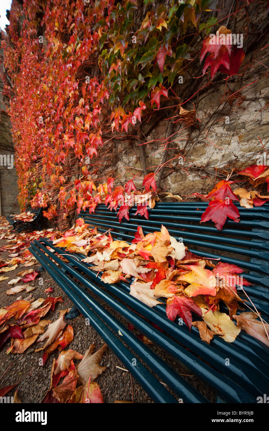 Foglie colorate in autunno in appoggio su un banco di metallo; northumberland, Inghilterra Foto Stock