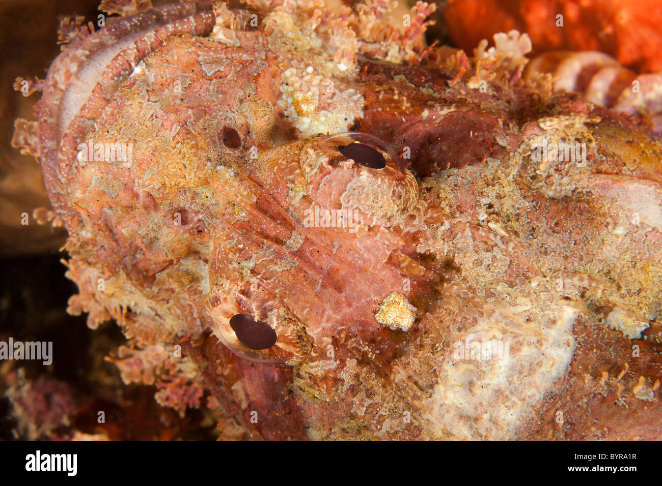 Tasseled Scorfani (Scorpaenopsis oxycephala) Foto Stock