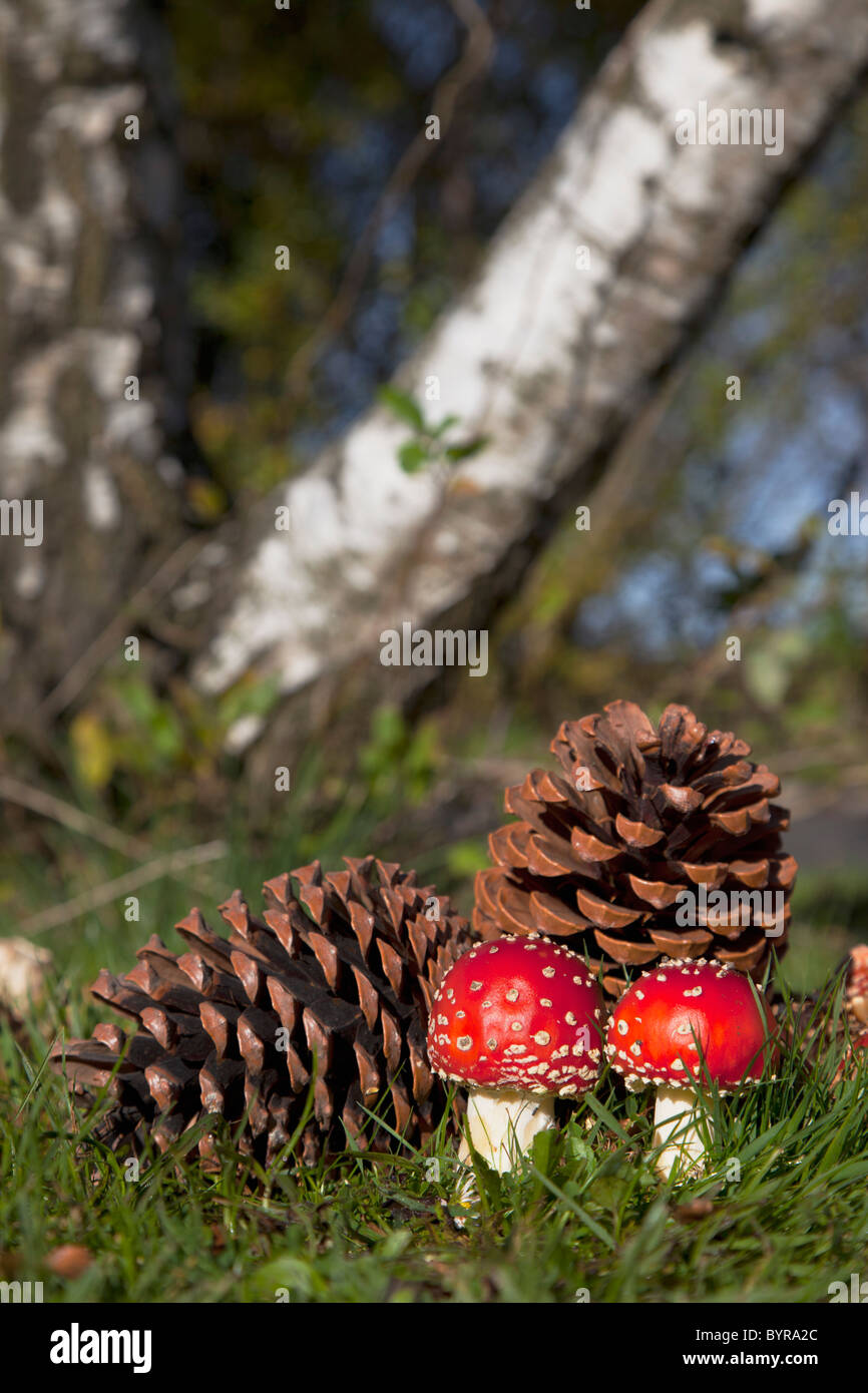 Pigne e fly agaric (amanita muscaria) funghi sull'erba; northumberland, Inghilterra Foto Stock
