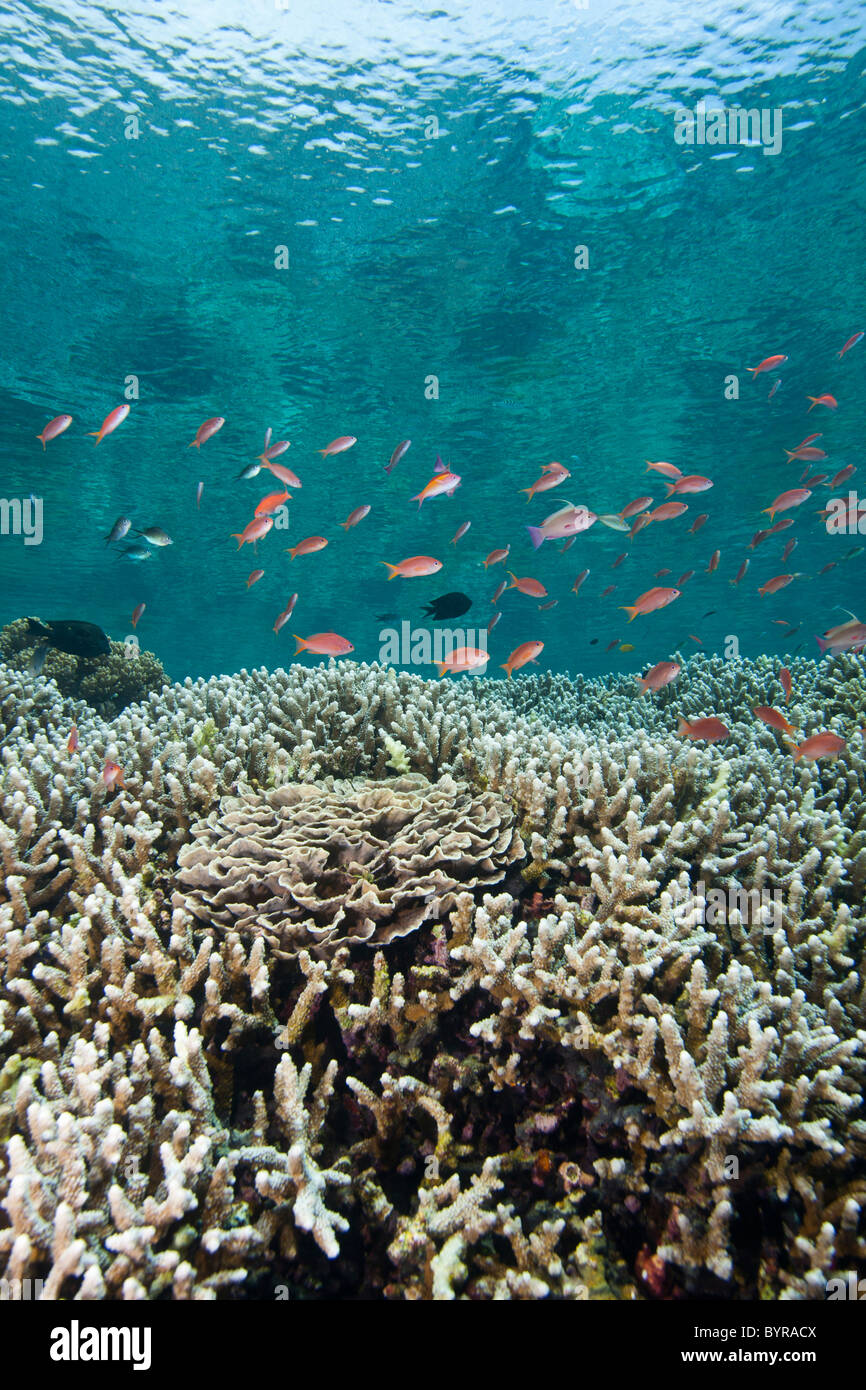 Anthias su un tropical Coral reef off Bunaken Island nel Nord Sulawesi, Indonesia. Foto Stock