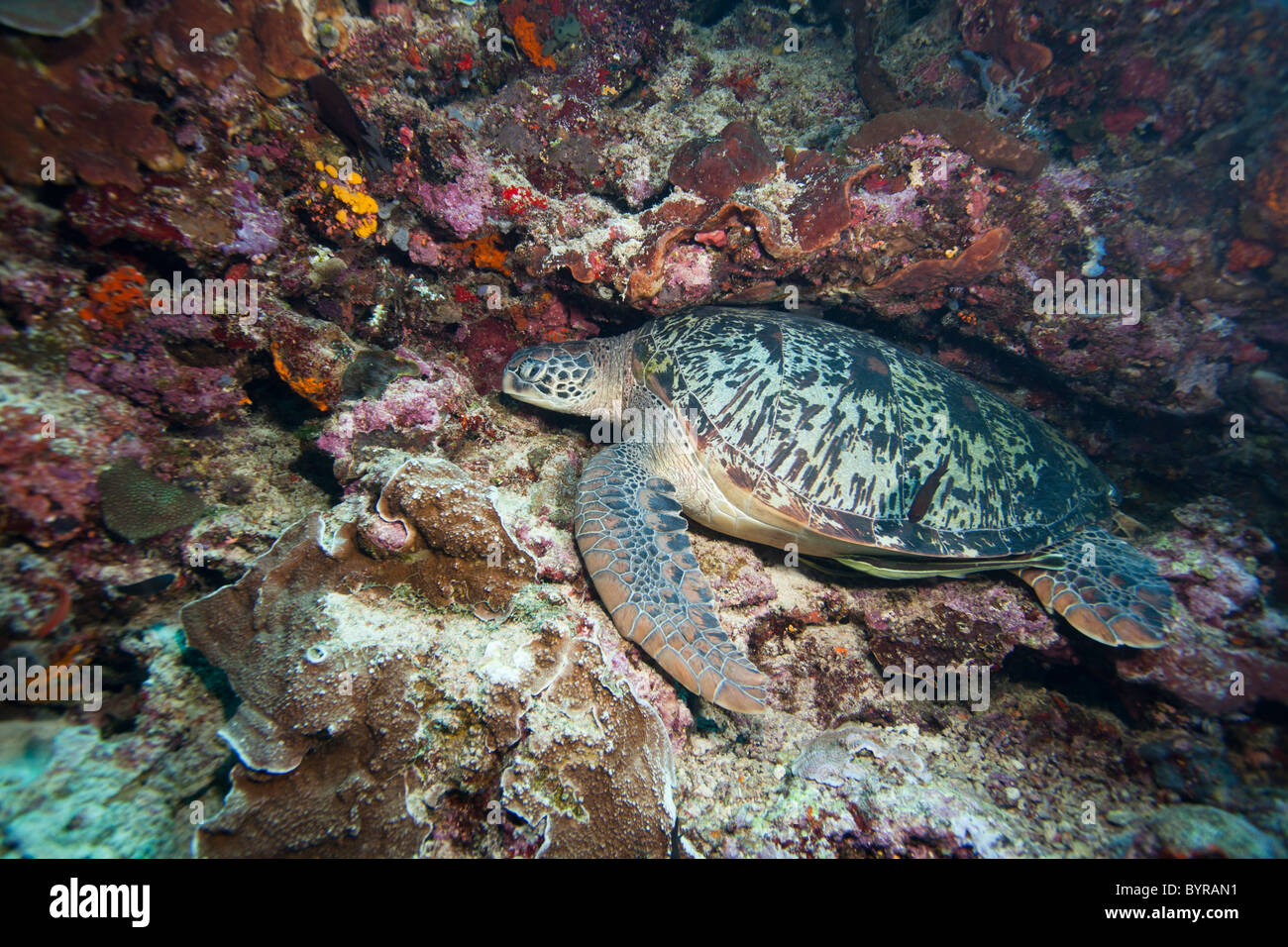 Tartaruga Verde (Chelonia Mydas) su un mare di corallo parete off Bunaken Island, Nord Sulawesi, Indonesia. Foto Stock