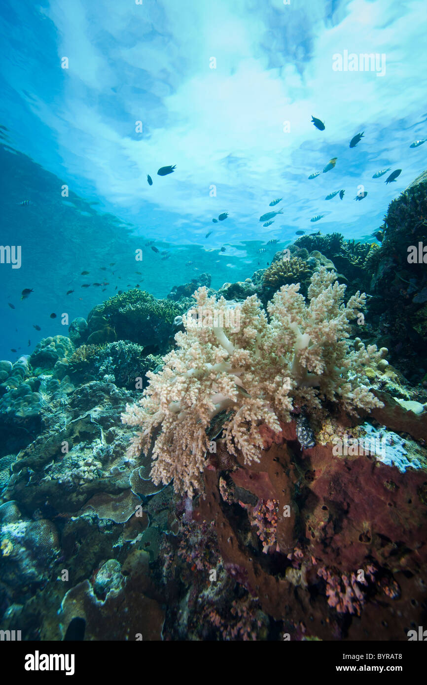 Un tropicale Coral reef off Bunaken Island nel Nord Sulawesi, Indonesia. Foto Stock