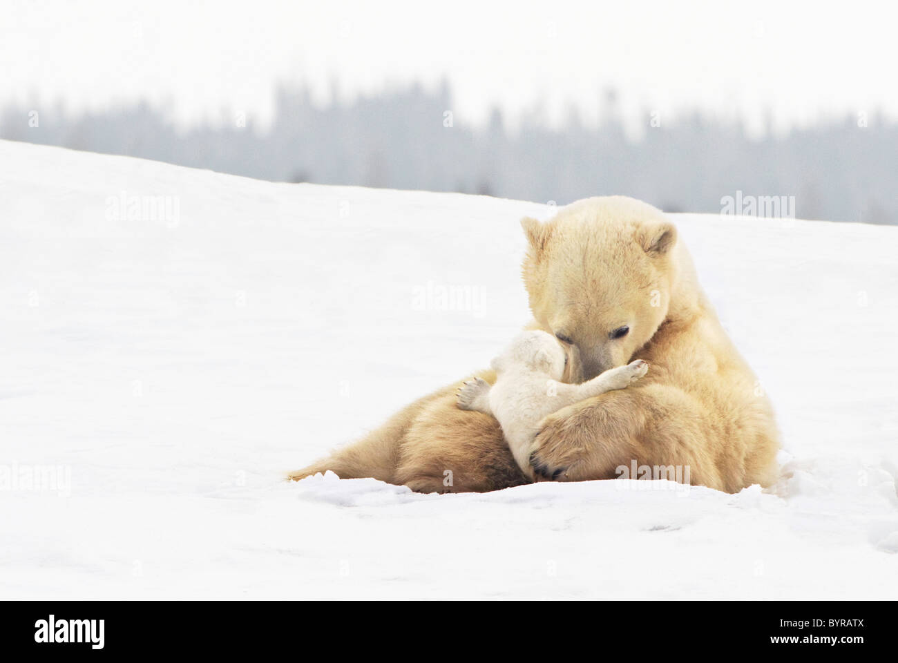 Orso polare sow (ursus maritimus) mantiene la sua giovane cub teneramente nel suo zampe a wapusk national park; Churchill, Manitoba, Canada Foto Stock