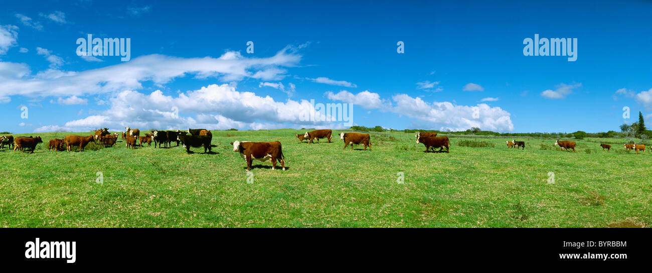 Bestiame - Mixed razze di bovini da carne in un pascolo verde; Hereford, Nero Baldie e incroci / Hawaii, Hawaii, Stati Uniti d'America. Foto Stock