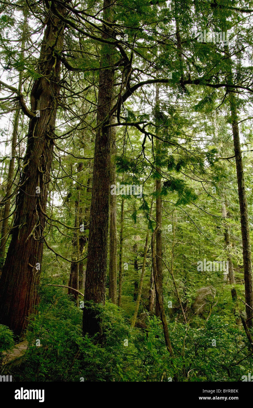 Sequoia gigante redwood alberi in una lussureggiante foresta verde; tofino, British Columbia, Canada Foto Stock