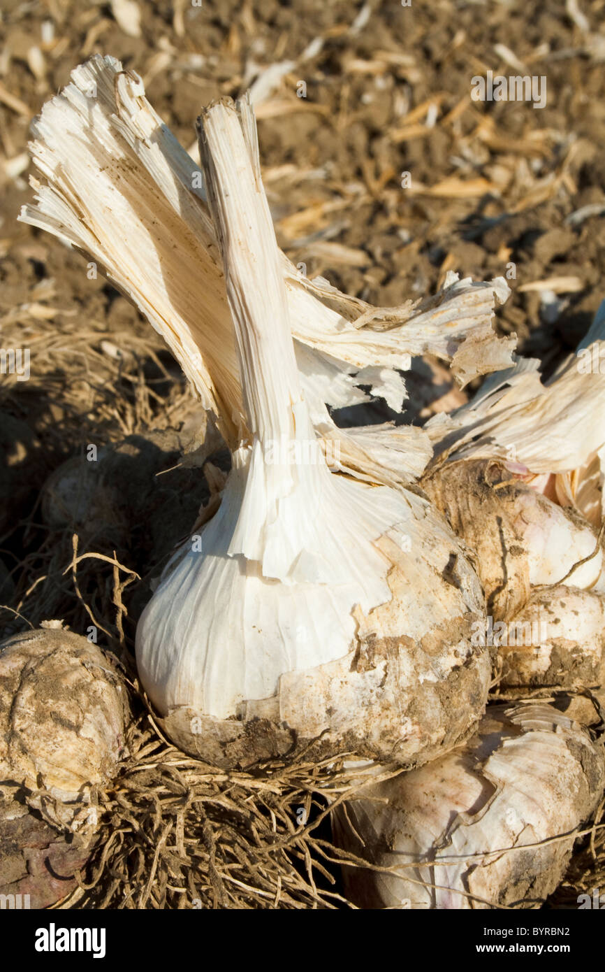 L'Aglio nel campo, scavata e pronto per essere raccolto. Questo aglio saranno elaborati e disidratati per l'uso negli alimenti trasformati. Foto Stock