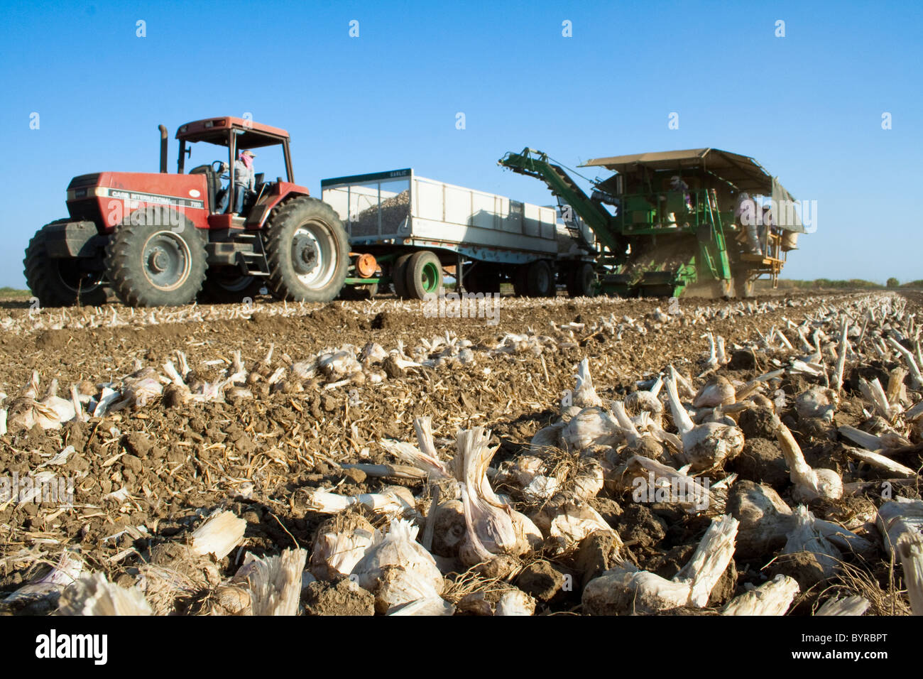 La raccolta di aglio di elaborazione con una mietitrice meccanica / Zamora, California, Stati Uniti d'America. Foto Stock