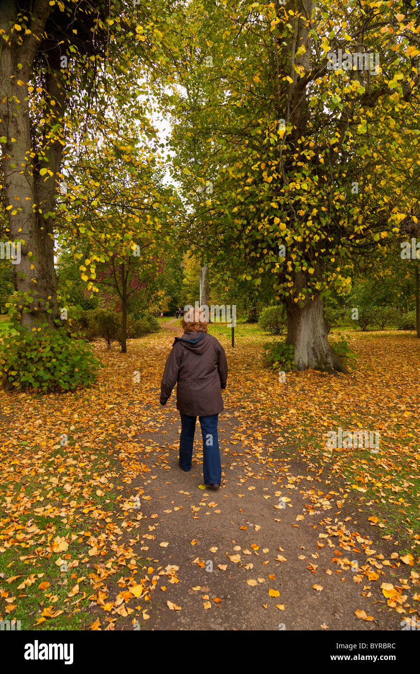 Una donna che cammina verso il basso un percorso in una zona del Parco in autunno; Scottish Borders, SCOZIA Foto Stock