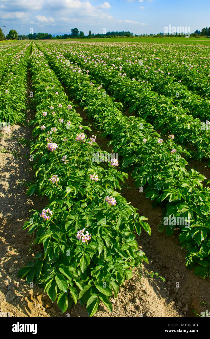 Agricoltura - Campo di metà della crescita di patata rossa di piante in piena fioritura / vicino a Burlington, Washington, Stati Uniti d'America. Foto Stock