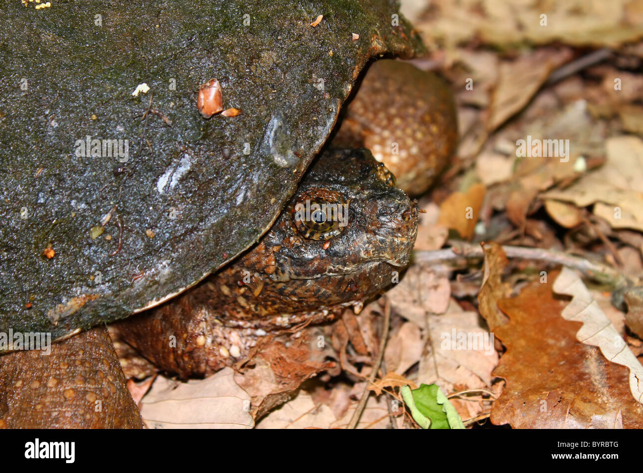 Tartaruga Snapping (Chelydra serpentina) Foto Stock