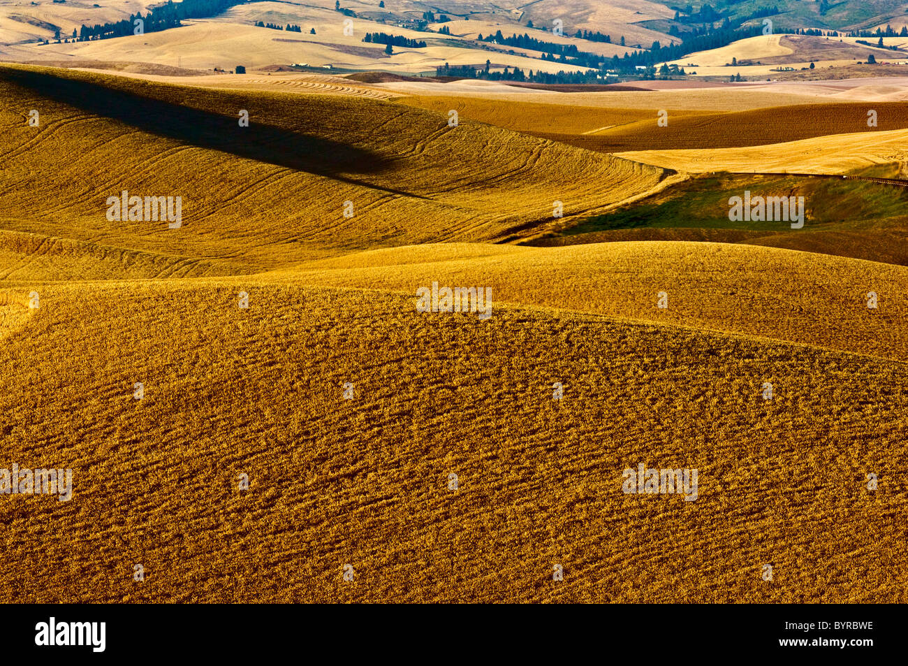 Le colline di grano maturo pronto per essere raccolto nel tardo pomeriggio / luce vicino al Pullman, Regione Palouse, Washington, Stati Uniti d'America. Foto Stock