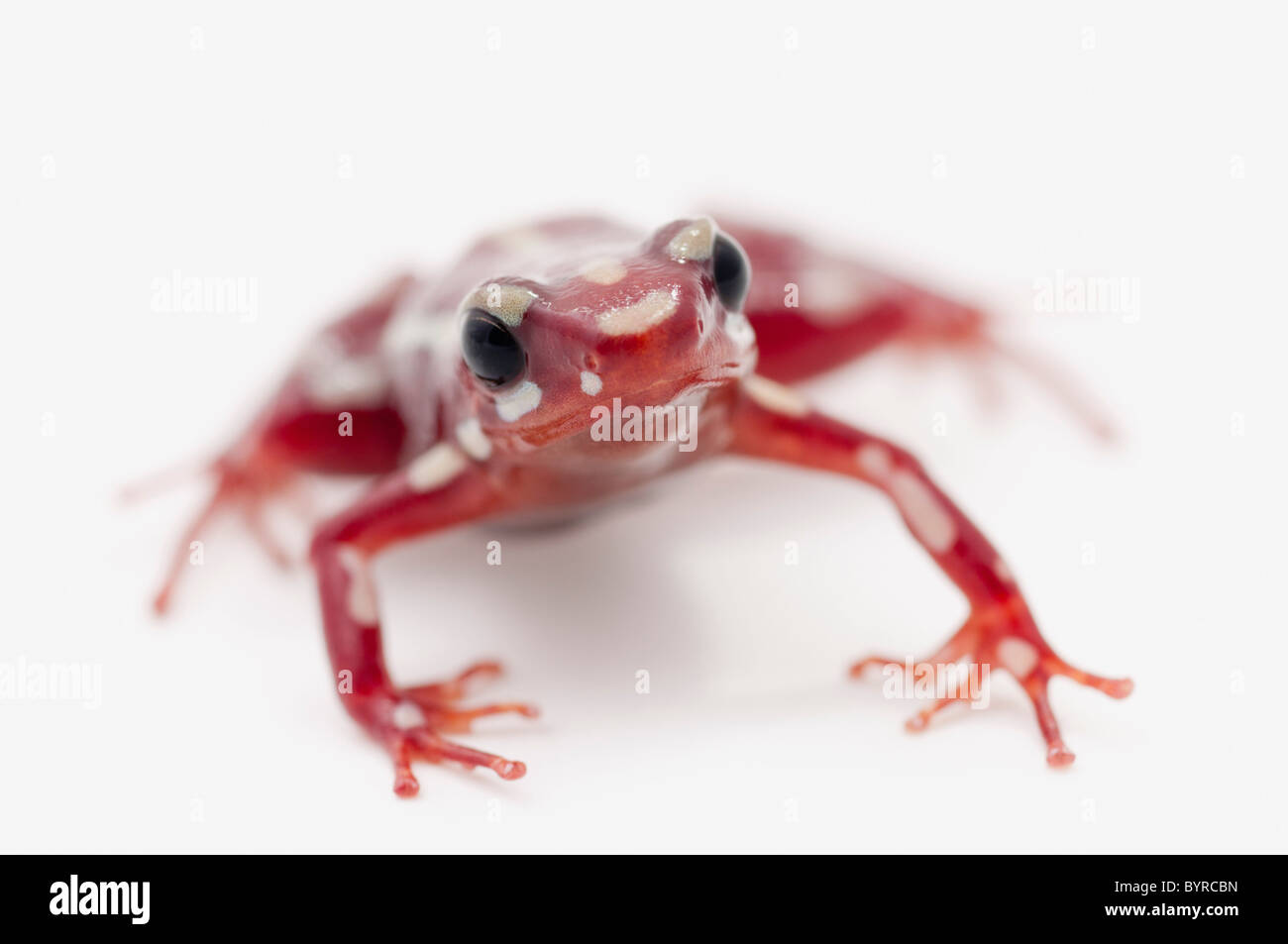 Bianco-rosso striato poison dart frog (epipedobates anthonyi) Foto Stock