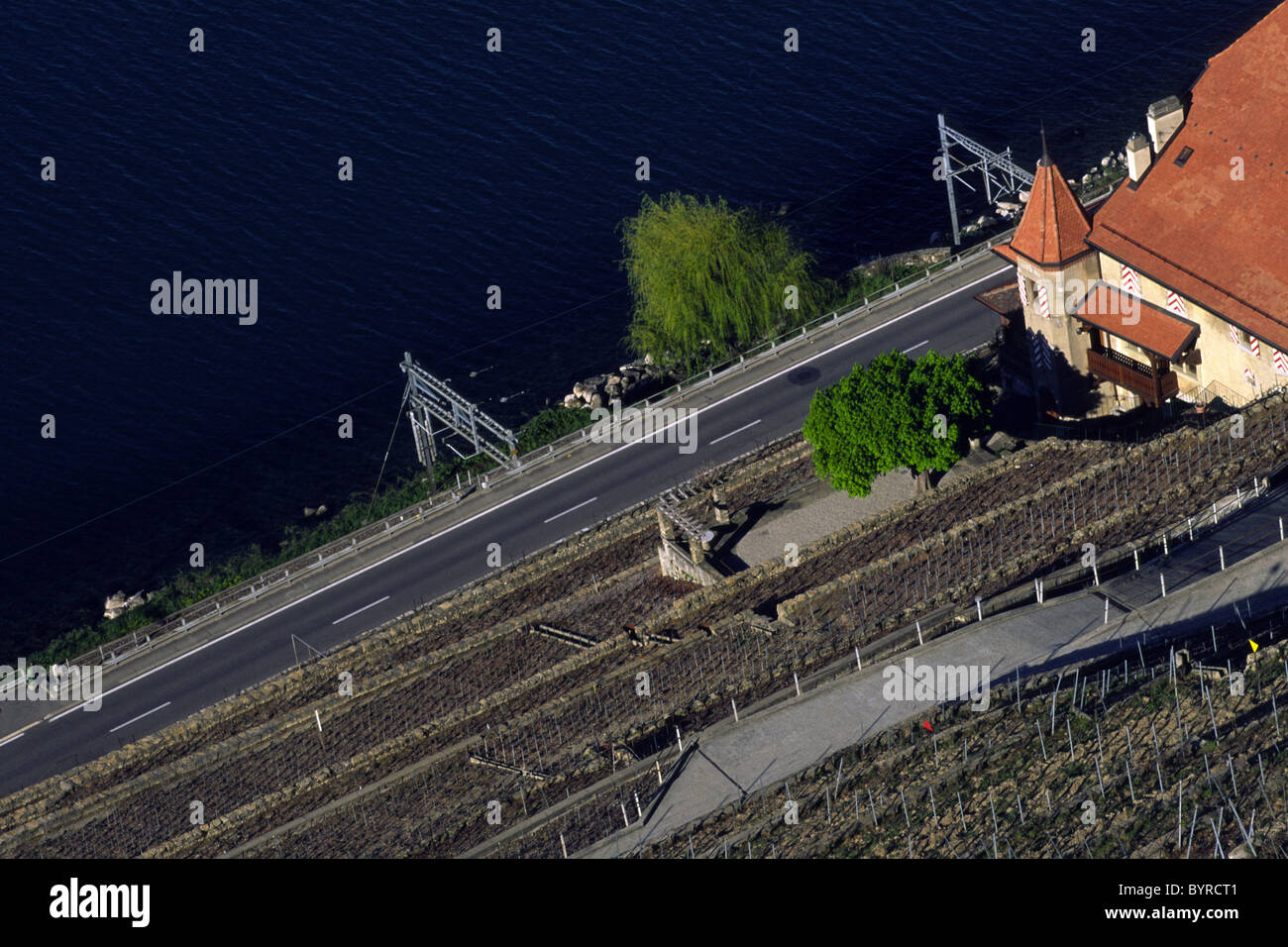 Vigneti terrazzati vicino Grandvaux, Canton Vaud, Svizzera Foto Stock