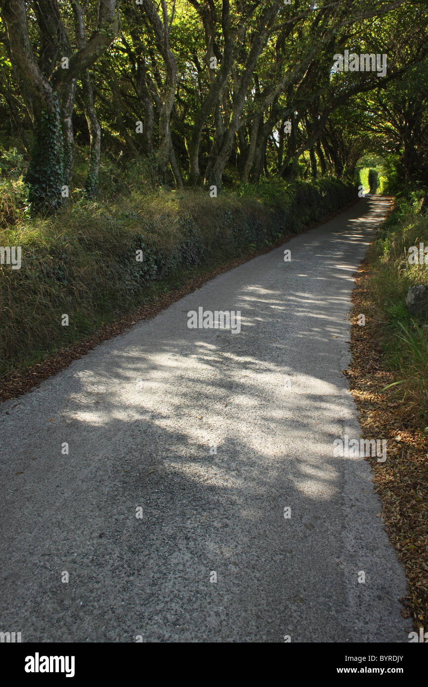 Strada alberata sulla isola di sherkin off il west cork costa nella regione di Munster; sherkin island, West Cork, Irlanda Foto Stock