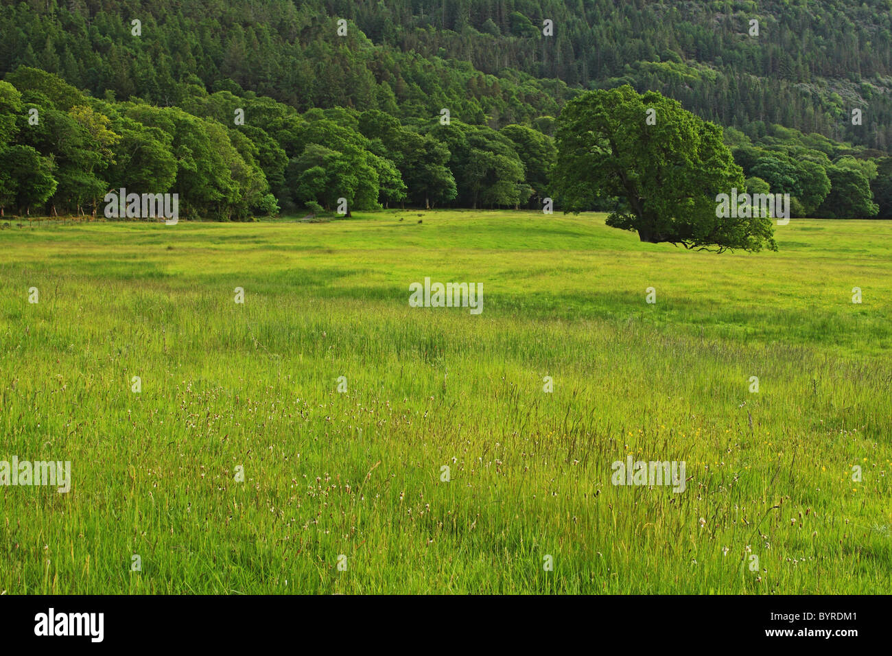 Un campo di erba e una collina ricoperta di alberi nel parco nazionale di Killarney in munster regione; contea di Kerry, Irlanda Foto Stock