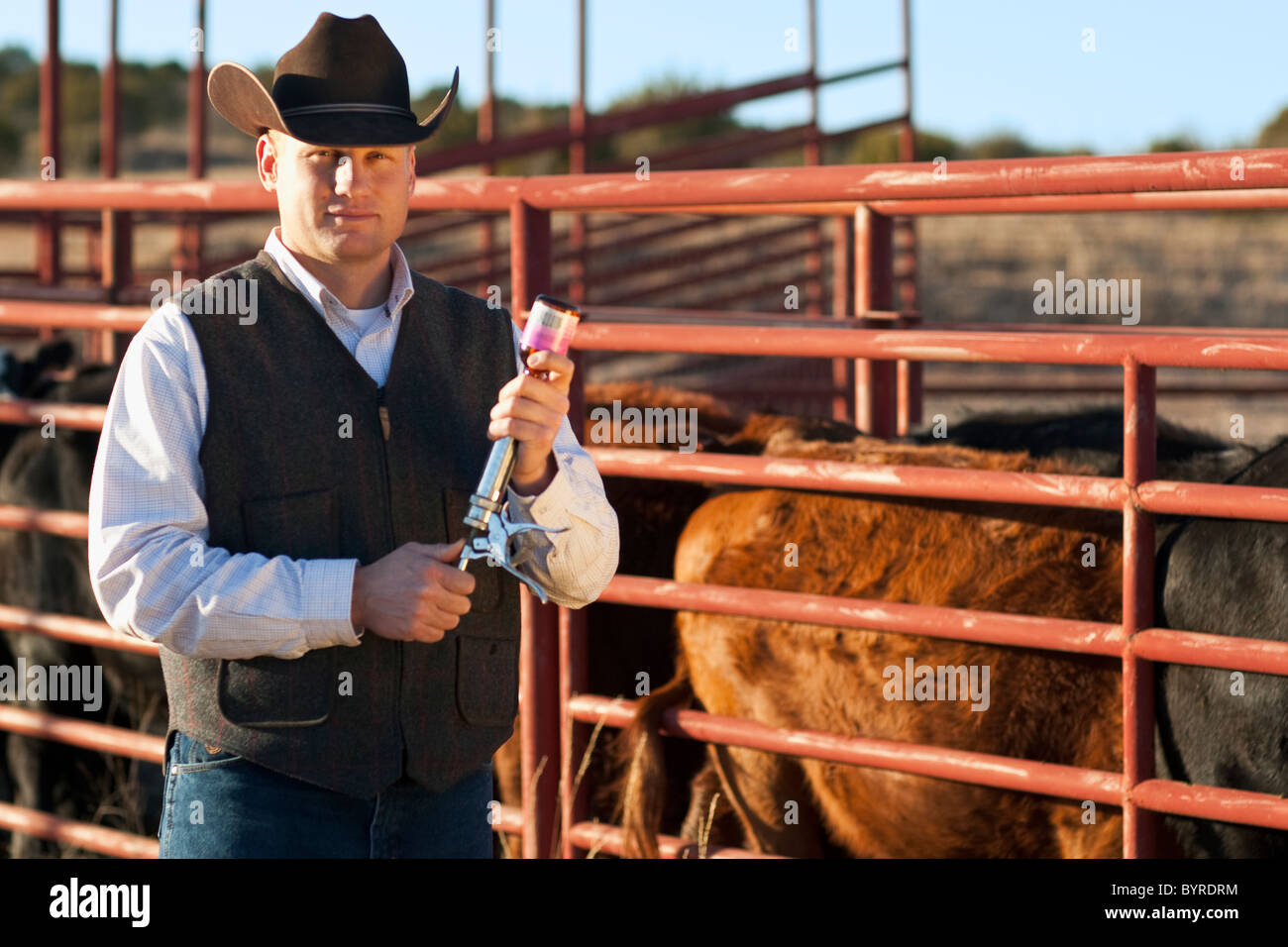 Bestiame - cowboy riempire una siringa al medico il bestiame in un recinto / Childress, Texas, Stati Uniti d'America. Foto Stock