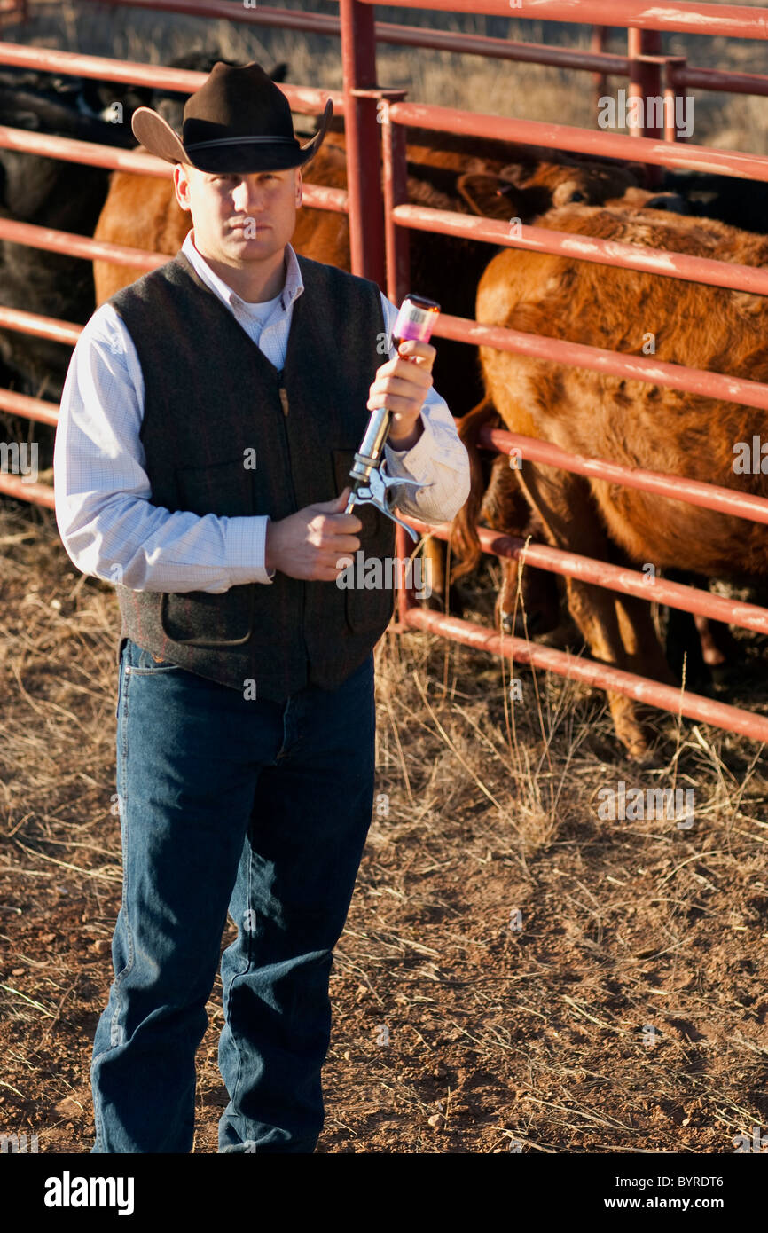 Bestiame - cowboy riempire una siringa al medico il bestiame in un recinto / Childress, Texas, Stati Uniti d'America. Foto Stock