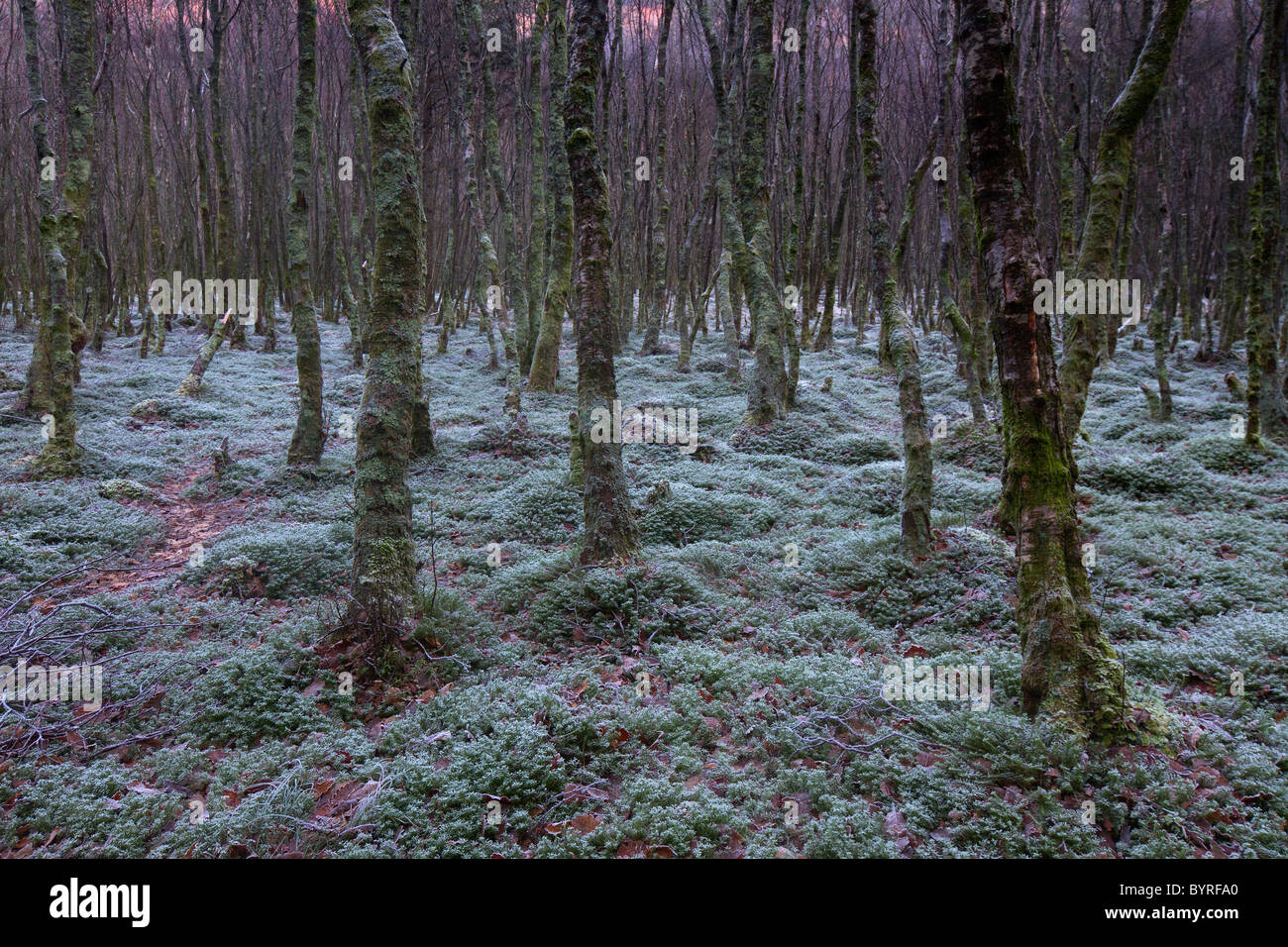 Scary forest shot su un inizio inverno mattina. Foto Stock