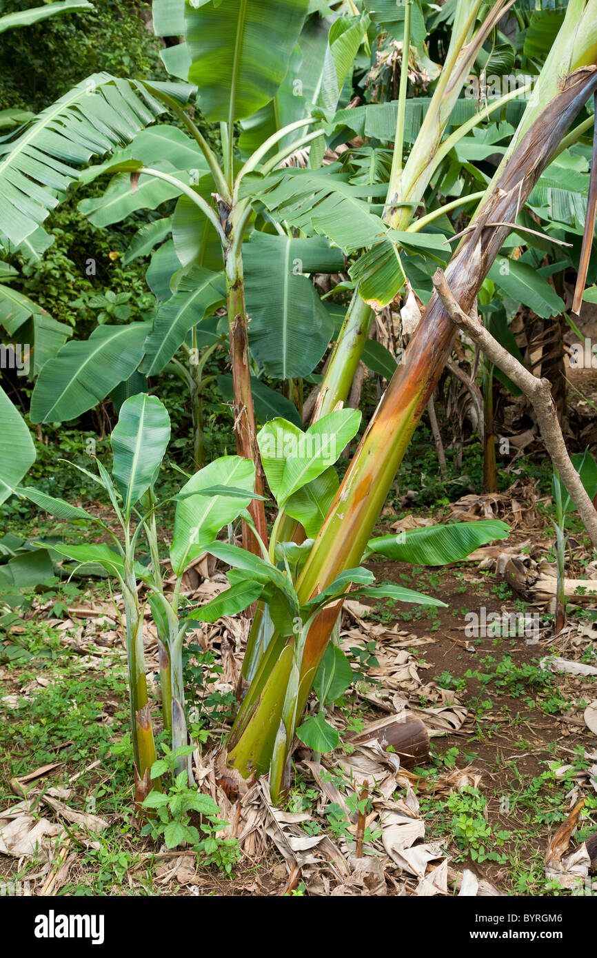 Cuba, Pinar del Rio Regione, Viñales (Vinales) Area. Giovani alberi di banane la germogliazione alla base di una pianta matura. Foto Stock