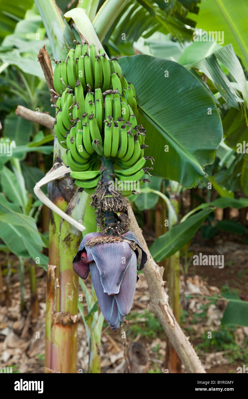 Cuba, Pinar del Rio Regione, Viñales (Vinales) Area. Un mazzetto immaturi di banane che cresce su un albero di Banana. Foto Stock