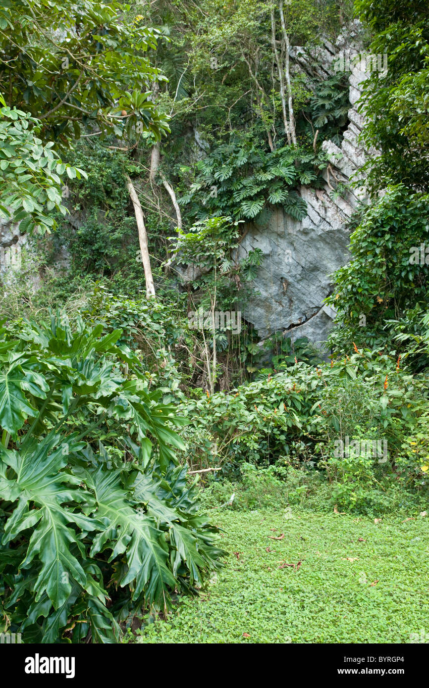 Cuba, Pinar del Rio Regione, Viñales (Vinales) Area. Il calcare e vegetazione. Foto Stock