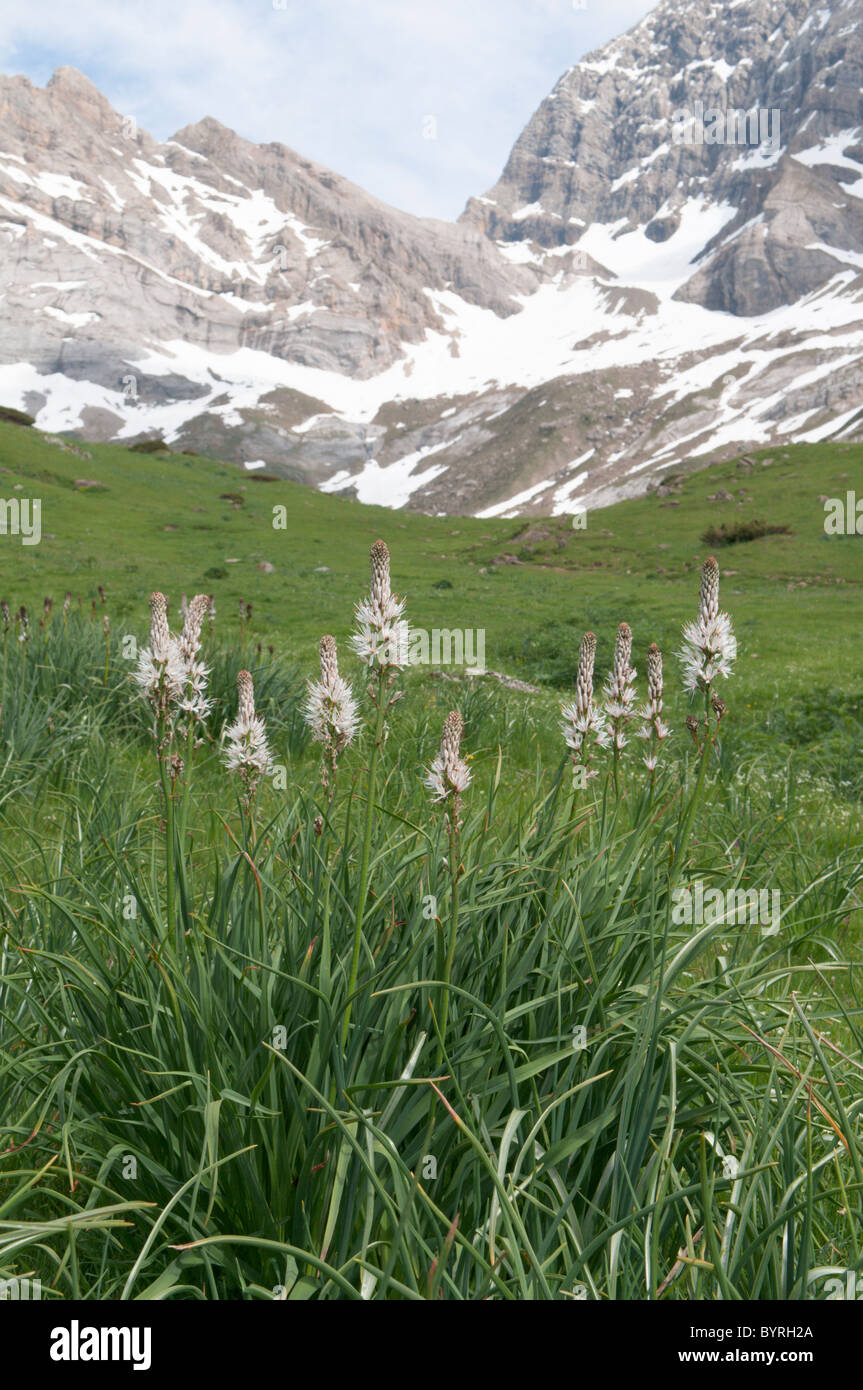 Bianco (asphodel asphodel albus). Vicino al Cirque de Gavarnie. Parco nazionale des Pyrenees, Pirenei, Francia. giugno. Foto Stock
