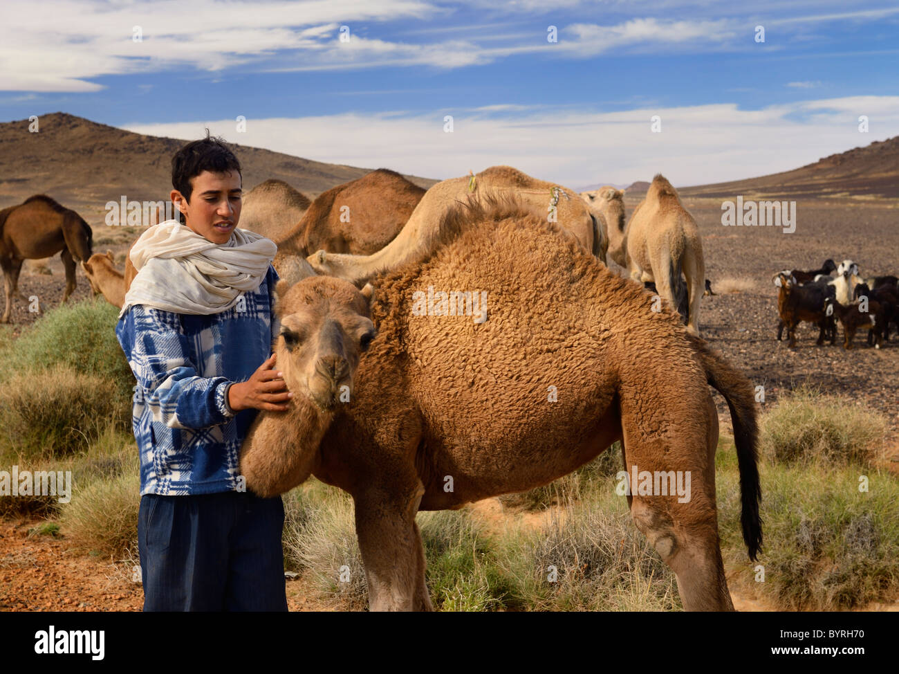 Giovane berbero boy prendersi cura di un giovane Cammello Dromedario tra il cammello e armento di capra Tafilalt basin Marocco Africa del Nord Foto Stock