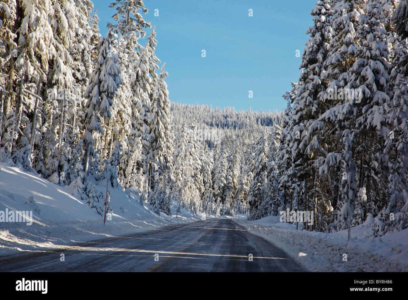 Una strada fiancheggiata con coperta di neve alberi sul monte Cofano; Oregon, Stati Uniti d'America Foto Stock