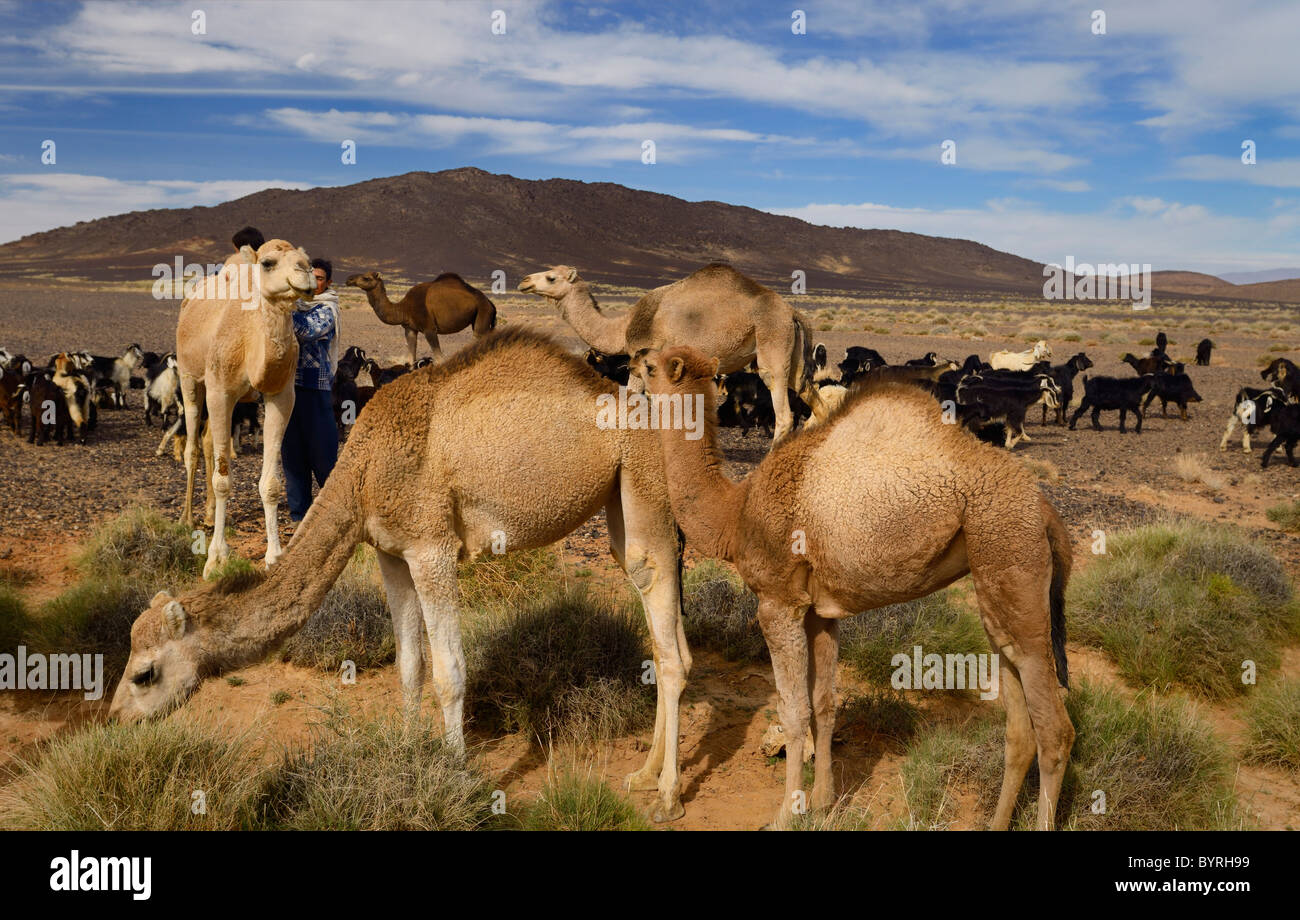 Teenage ragazzo berbero ad aiutare il suo fratello su un Cammello Dromedario pur tendendo il cammello e di armento di capra nel bacino di Tafilalt Marocco Africa del Nord Foto Stock