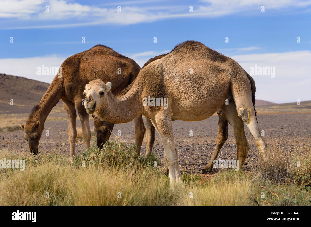Berber dromedario cammelli che pascolano sulla spazzola di salvia nel bacino di tafilalt marocco Foto Stock