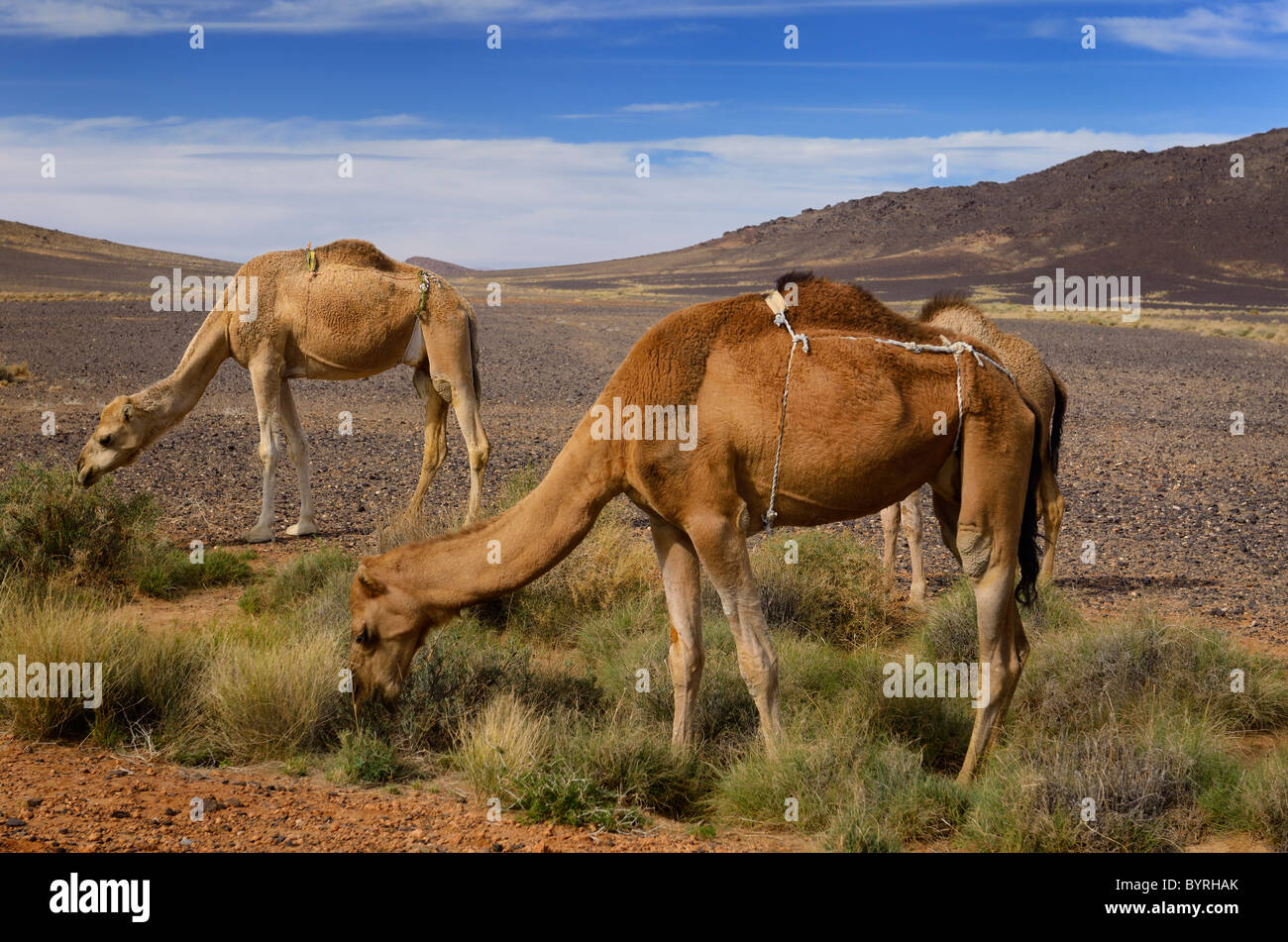 Berber dromedario cammelli in pannolini di pascolare su sage spazzola nel bacino di Tafilalt Marocco Africa del Nord Foto Stock