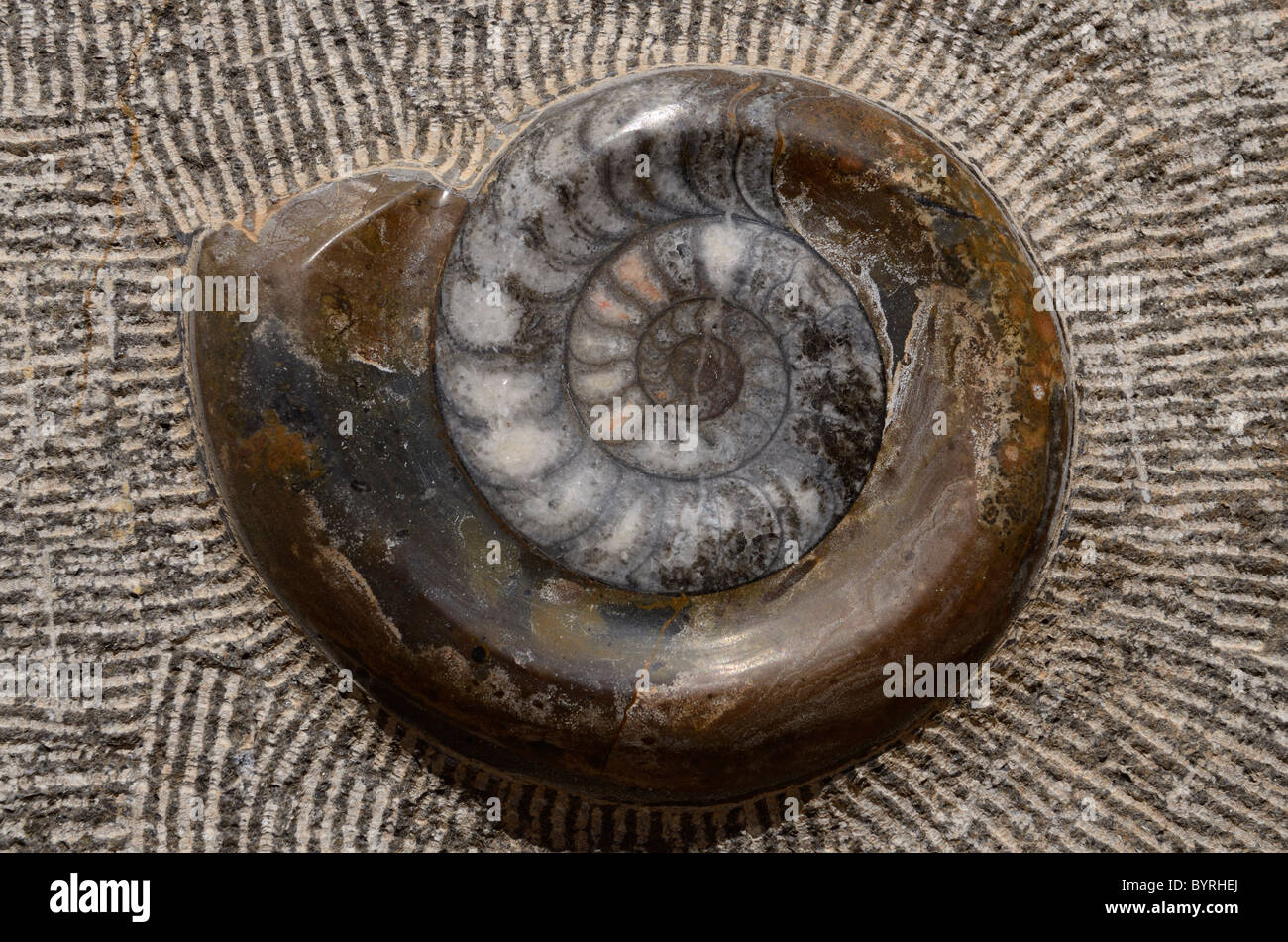 Fossile di ammonita guscio a spirale chiselled in rilievo da una roccia in Marocco Foto Stock