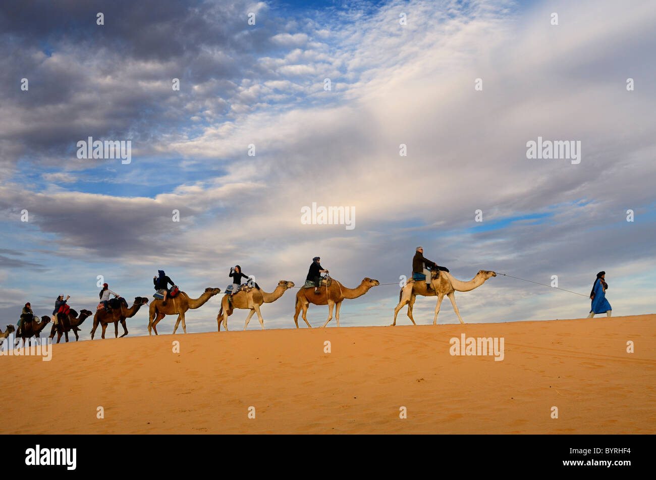 Il tuareg blu uomo berbero leader di un gruppo di turisti in una linea di dromedario i cammelli per la Erg Chebbi desert in serata in Marocco Foto Stock