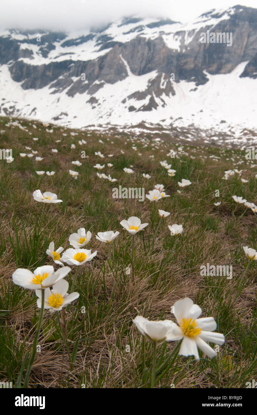 Ranuncolo dei pirenei. ranunculus pyrenaeus. Le cirque de troumouse . Parco nazionale des Pyrenees, Pirenei, Francia. giugno Foto Stock