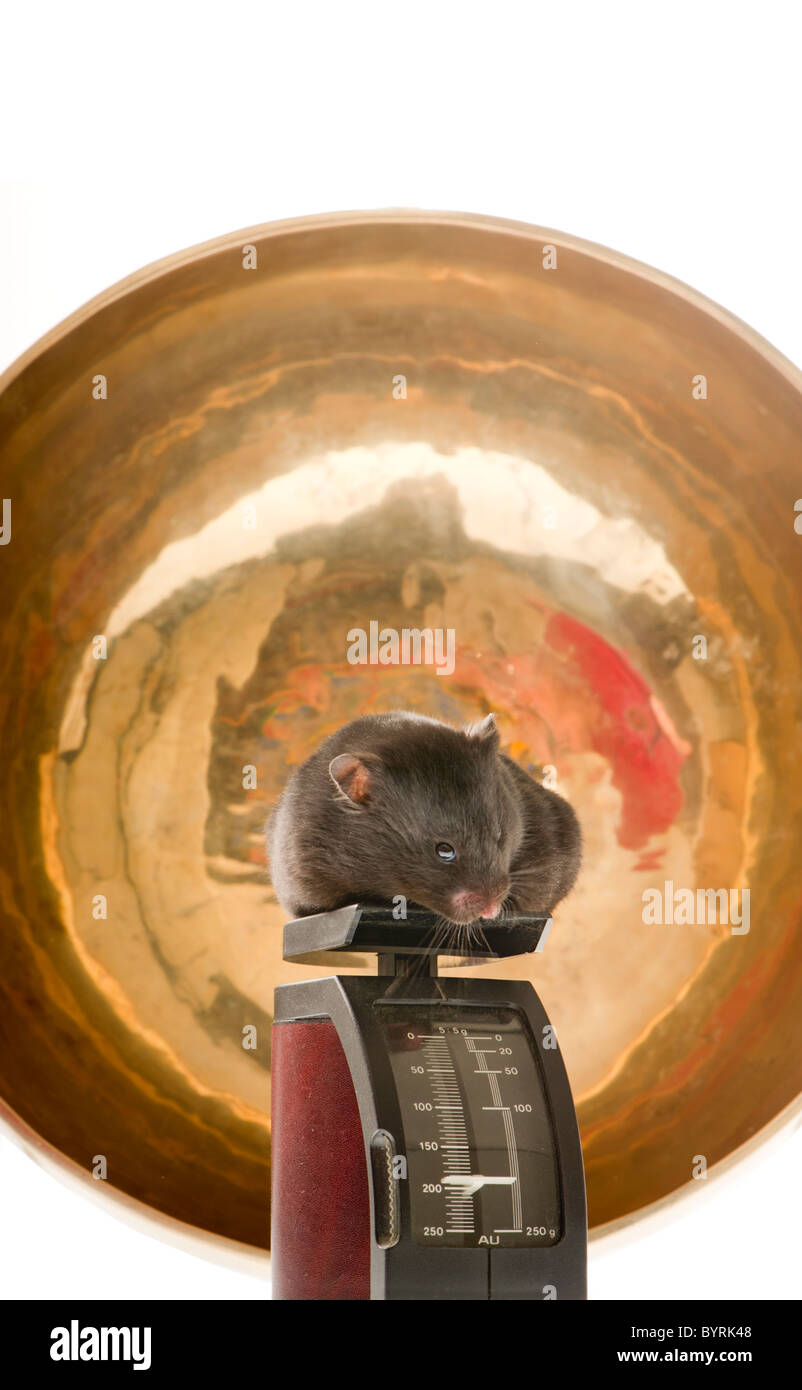 Troppo grasso la dieta deve perdere peso salute malsano atteggiamento criceto dorato Mesocrietus auratus pet animale roditore blu del gruppo Foto Stock