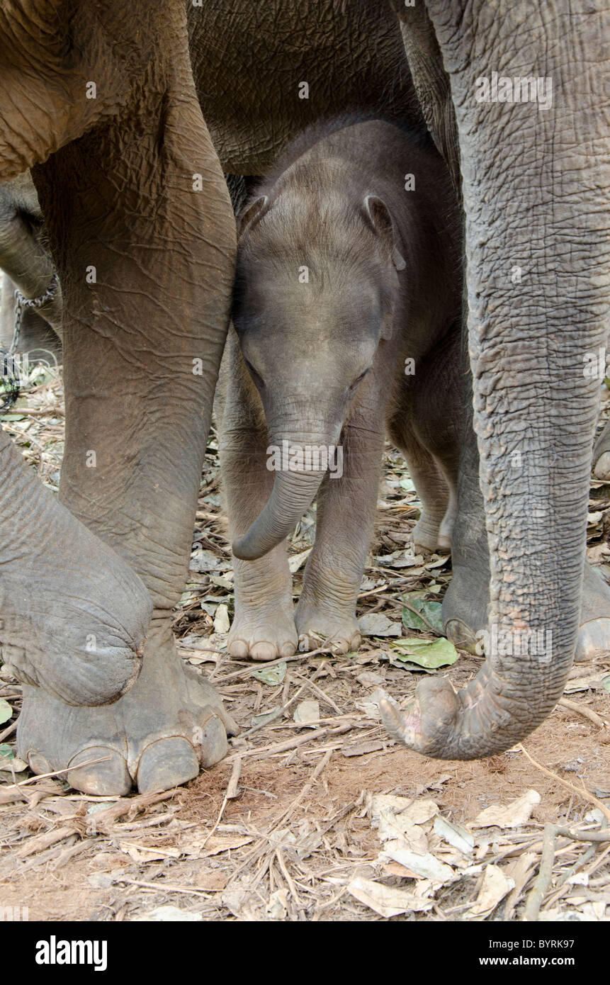 Sri Lanka, Pinnawala l'Orfanotrofio degli elefanti. Elefante asiatico, 3 settimane vecchio baby elephant nato a orfanotrofio. Foto Stock