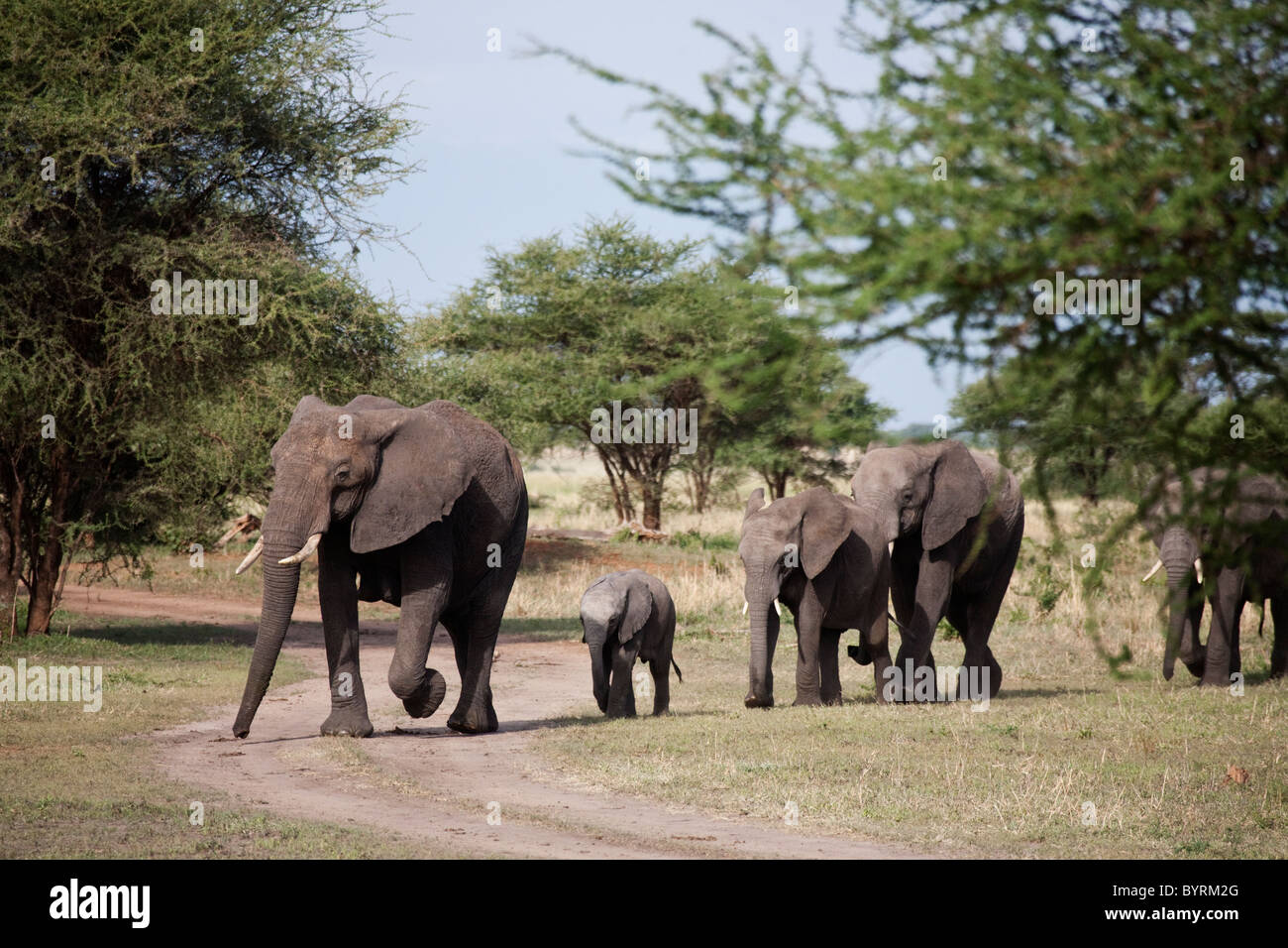Gli elefanti nel Parco Nazionale del Serengeti, Tanzania Africa Foto Stock