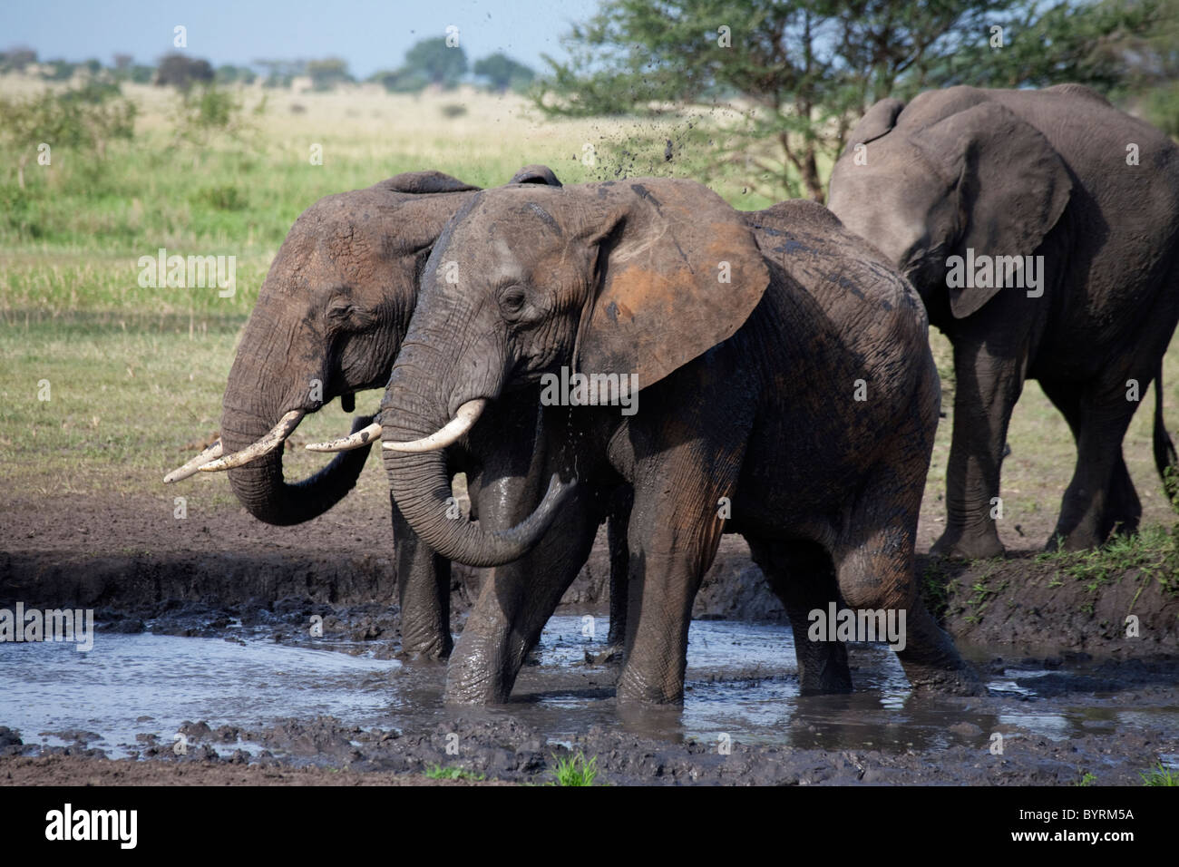 Gli elefanti nel Parco Nazionale del Serengeti, Tanzania Africa Foto Stock