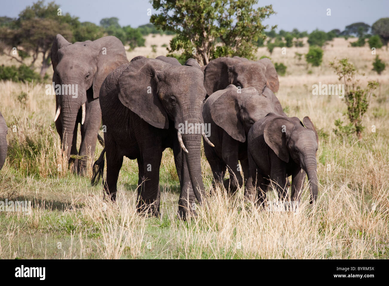 Gli elefanti nel Parco Nazionale del Serengeti, Tanzania Africa Foto Stock