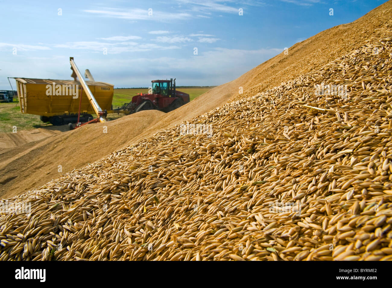 Ammassate raccolte avena sul lato di un campo sono augered in un carro del grano per il trasporto ad un serbatoio granella / Manitoba, Canada. Foto Stock