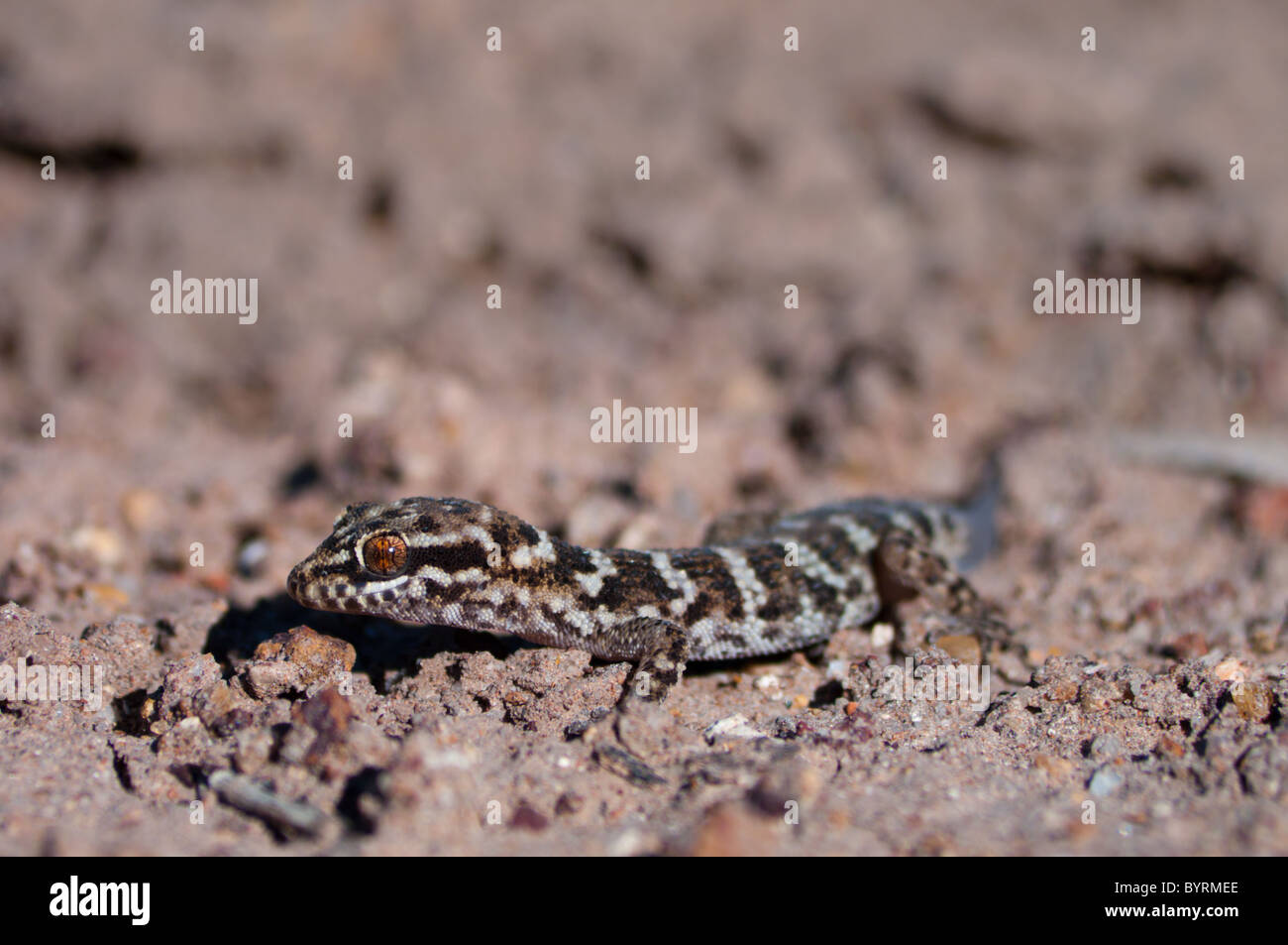 Bynoe's Gecko (Heteronotia binoei) Foto Stock