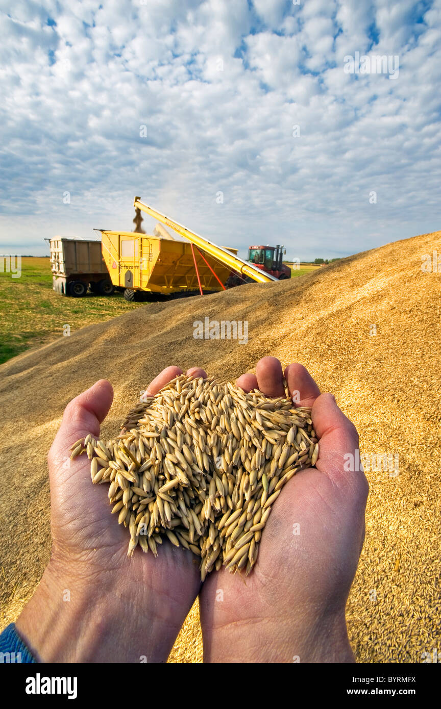 Un agricoltore detiene una manciata di raccolte di avena mentre accumulato riserve di avena in background sono augered in un carro del grano / Canada. Foto Stock