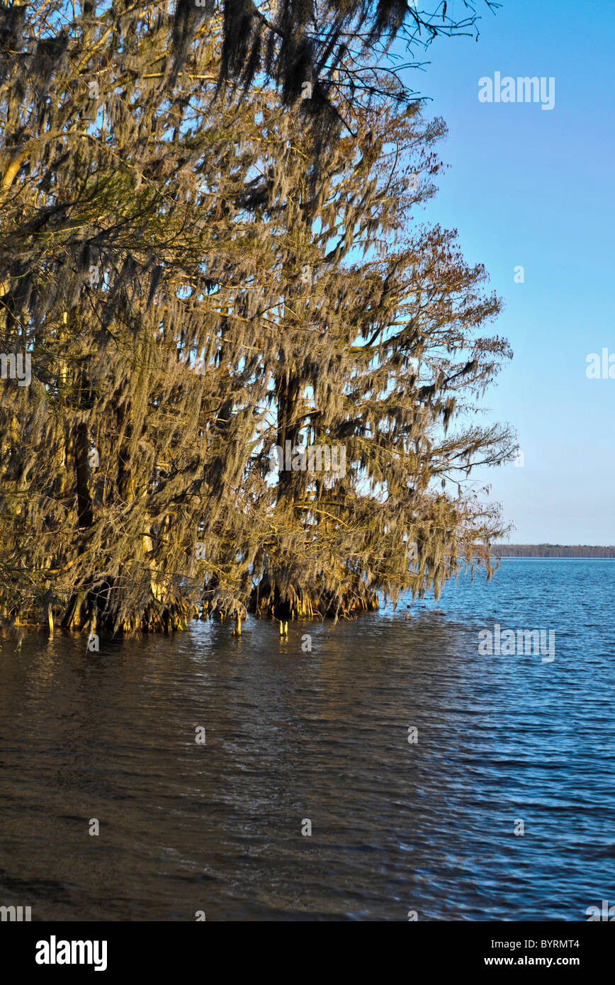 Cipresso calvo alberi a Pettigrew State Park, North Carolina Foto Stock