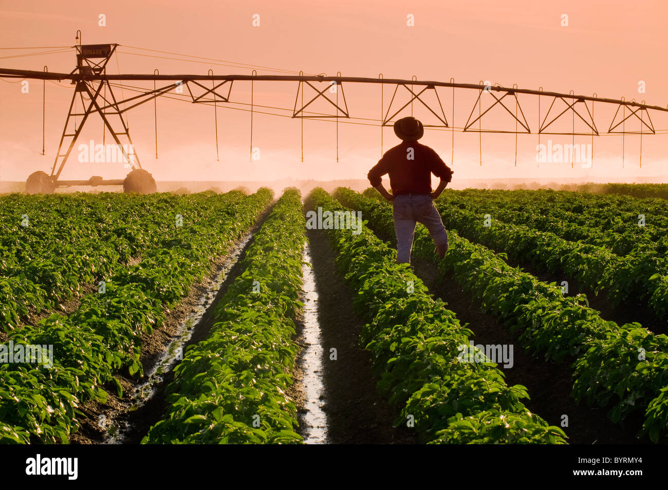 Un agricoltore sta nella sua metà della crescita campo di patate osservando un perno centrale di un sistema di irrigazione in operazione nel tardo pomeriggio la luce. Foto Stock
