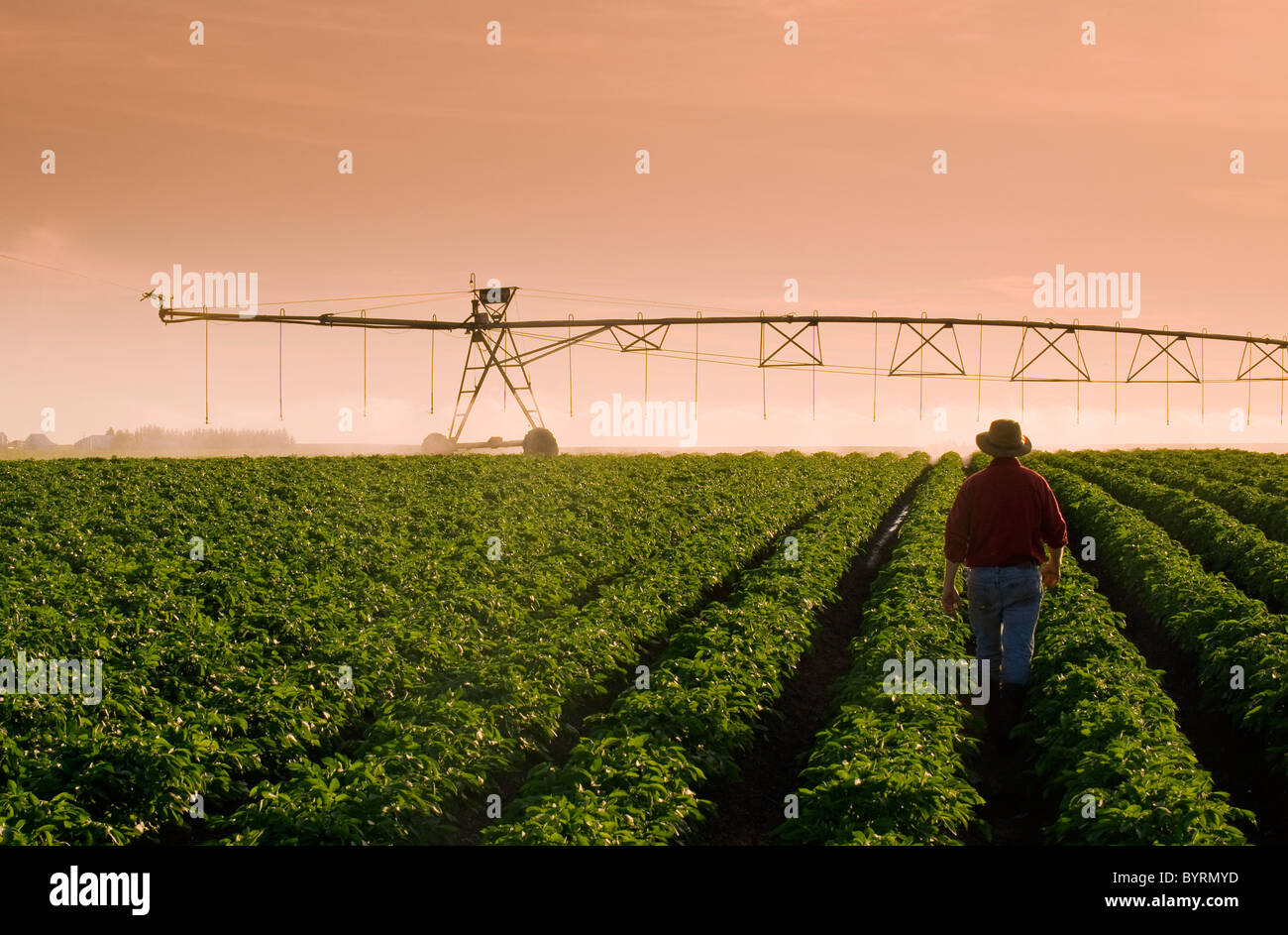 Un agricoltore sta nella sua metà della crescita campo di patate osservando un perno centrale di un sistema di irrigazione in operazione nel tardo pomeriggio la luce. Foto Stock